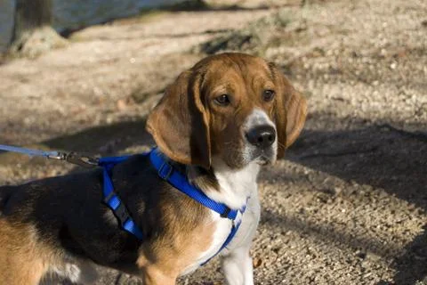 Alert beagle Stock Photos