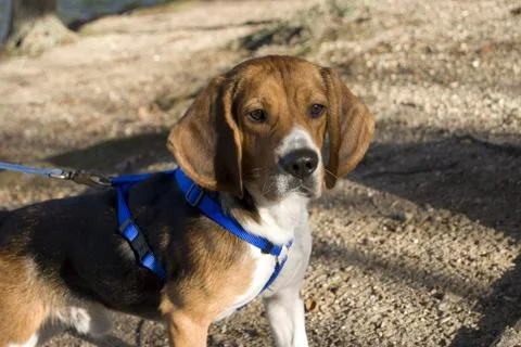Alert beagle Stock Photos
