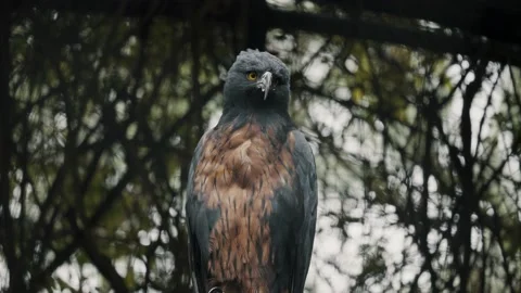 Alert Black-and-Chestnut Eagle Looking Around In Rainforest Of South Stock Footage 198324683