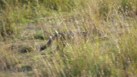Alert Blackbacked Jackal Stands in Tall Grasses of Maasai Mara Kenya. Video stock 320728064