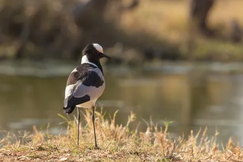 Alert blacksmith lapwing stading on the ground Stock Photos