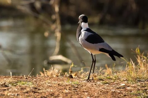 Alert blacksmith lapwing stading on the ground Stock Photos