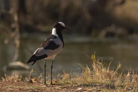 Alert blacksmith lapwing stading on the ground Stock Photos