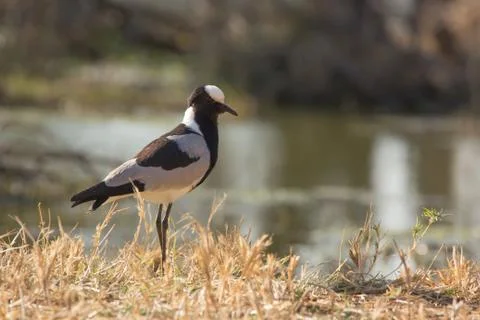 Alert blacksmith lapwing stading on the ground Stock Photos
