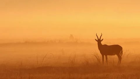 Alert Blesbok Watches Distant Brown Hyena in Orange Morning Haze Stock Footage 343005833