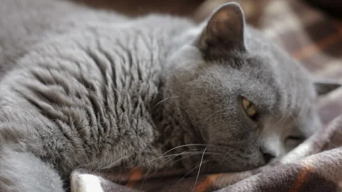 Alert blue British cat on wrap pretends to be asleep. Close-up, portrait. Stock Footage 107022693