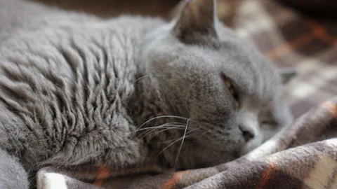 Alert blue British cat on wrap pretends to be asleep. Close-up, portrait. Stock Footage 107022775