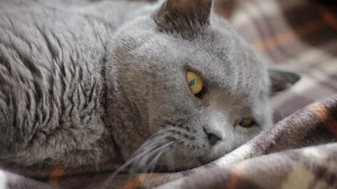 Alert blue British cat on wrap pretends to be asleep. Close-up, portrait. Stock Footage 107022887