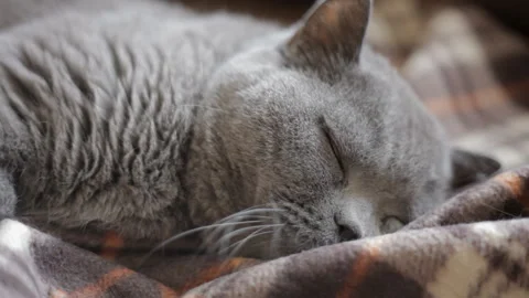 Alert blue British cat on wrap pretends to be asleep. Close-up, portrait. Video stock 107022916