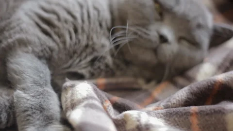 Alert blue British cat on wrap pretends to be asleep. Close-up, portrait. Stock Footage 107022973