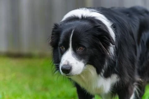Alert Border Collie Standing on Grass Looking Toward Camera Stock Photos