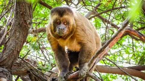 An alert brown capuchin primate with striking orange eyes perched on a tree.. Stock Photos