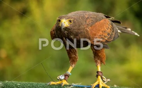 Alert brown hawk Stock Photos
