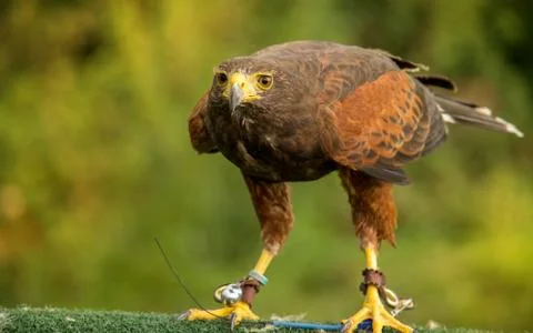 Alert brown hawk Stock Photos