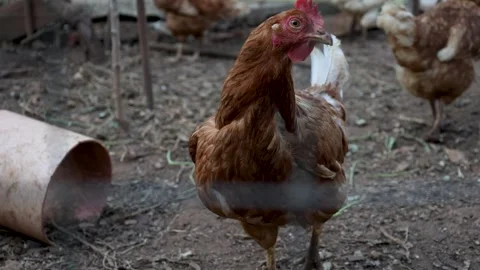 Alert Brown Hen Looking Around in Outdoor Enclosure Stock Footage 342813507