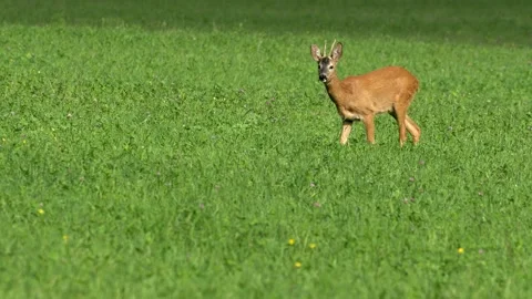 Alert Buck Roe Deer Grazing and Looking at Camera - 4K Wildlife Slow Motion Stock Footage 336726022