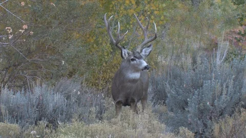 Alert Buck  Staring Then Flips His Tail &amp; Starts Grazing Stock Footage 117655768