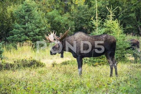 An alert bull moose (Alces alces) in Kincaid Park during the fall rut in South A Stock Photos