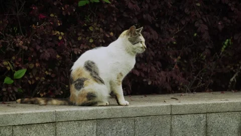 Alert Calico Cat standing on the stone ledge Stock Footage 332728485