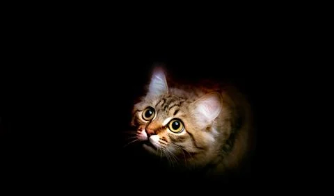 Alert cat in ambush, preparing to attack. Hunter. Close up. Looking angry Stock Photos