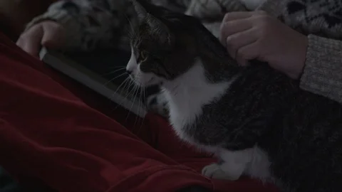 Alert cat being pet Stock Footage 90919309