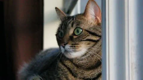 Alert Cat Stock-Footage 10922276