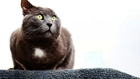 Alert cat Stock Footage 99304888