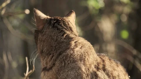  Alert Cat Looking Around Outdoors Stock Footage 337125864