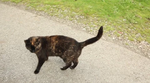 Alert cat, looking for prey. Beautiful fluffy feline Stock Footage 45078535
