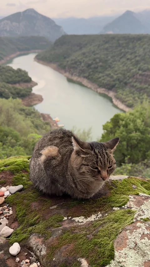 Alert Cat Perched on Rock Overlooking Scenic Lake Landscape Stock Footage 326894286