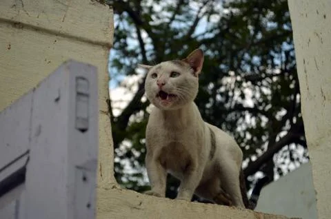 Alert cat Stock Photos