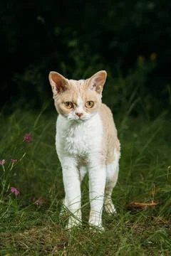 Alert Cat Posing Gracefully Amidst Wildflower Landscape Devon Rex Stock-Fotos