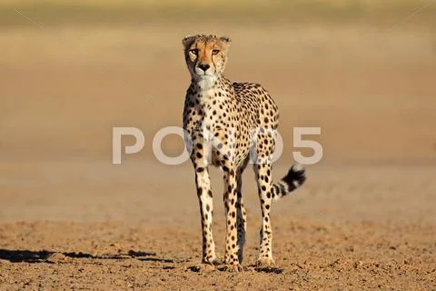 Alert cheetah Stock Photos