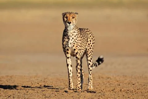 Alert cheetah Stock Photos