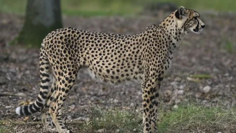 Alert Cheetah Standing Side View in Natural Wildlife Habitat Stock Footage 335522941