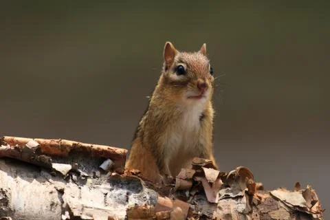 Alert chipmunk on birch bark 스톡 사진