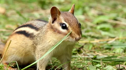 Alert chipmunk in grass hears a sound and runs away. Stock Footage 63149604