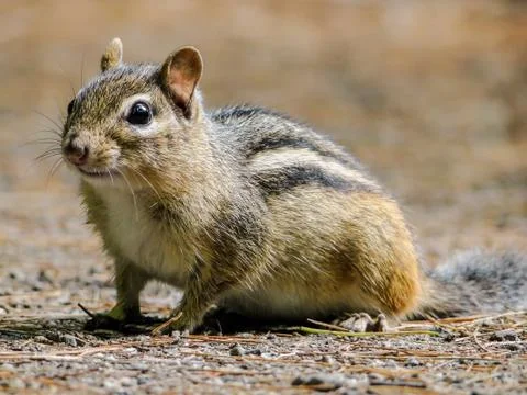 Alert Chipmunk On The Ground Stock Photos