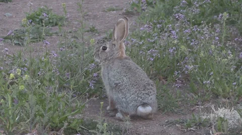 Alert Cottontail Rabbit Vídeos de archivo 36923937