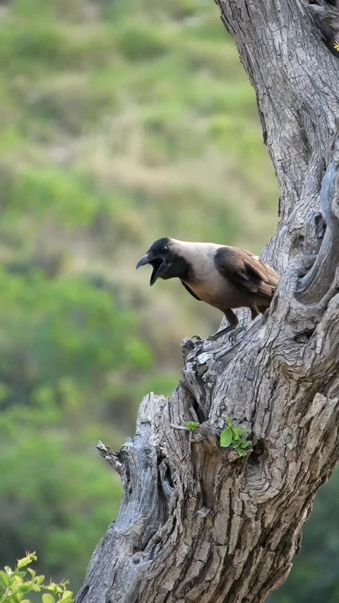 Alert Crow Perched On Tree Branch Looking Around - 4k Vertical Footage Stock Footage 340357326