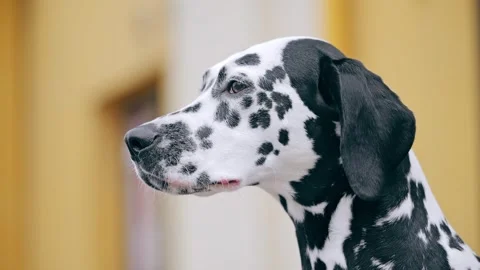 Alert Dalmatian Watching Carefully in Riga Latvia Symbolizing Security Awareness Stock Footage 336667912