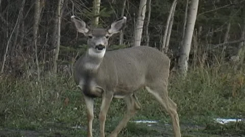 Alert deer Stock Footage 10753220