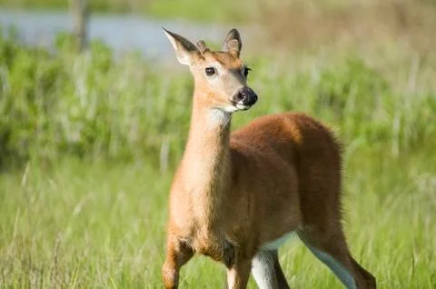Alert deer Foto stock
