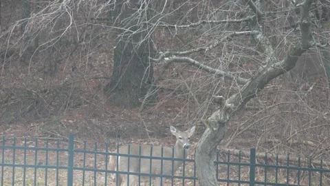 Alert deer standing and watching in suburban backyard winter Stock Footage 330973232