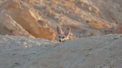 Alert Desert Fox Peering Over a Rock With Large Ears Raised Vídeo Stock 340925445