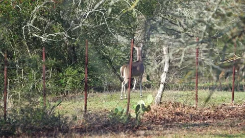Alert Doe Deer Stomping and Circling - Agitated Behavior Video stock 306712482