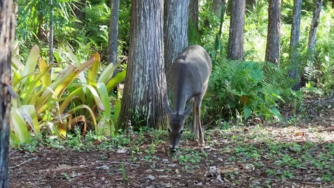 Alert doe grazing 2 Stock Footage 83310346