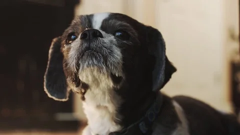 Alert Dog Stock Footage 79609014