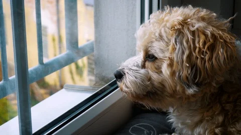 Alert Dog Observing Stock Footage 106360446