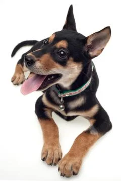 Alert dog Stock Photos